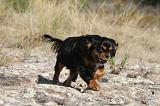 CAVALIER KING CHARLES 057
